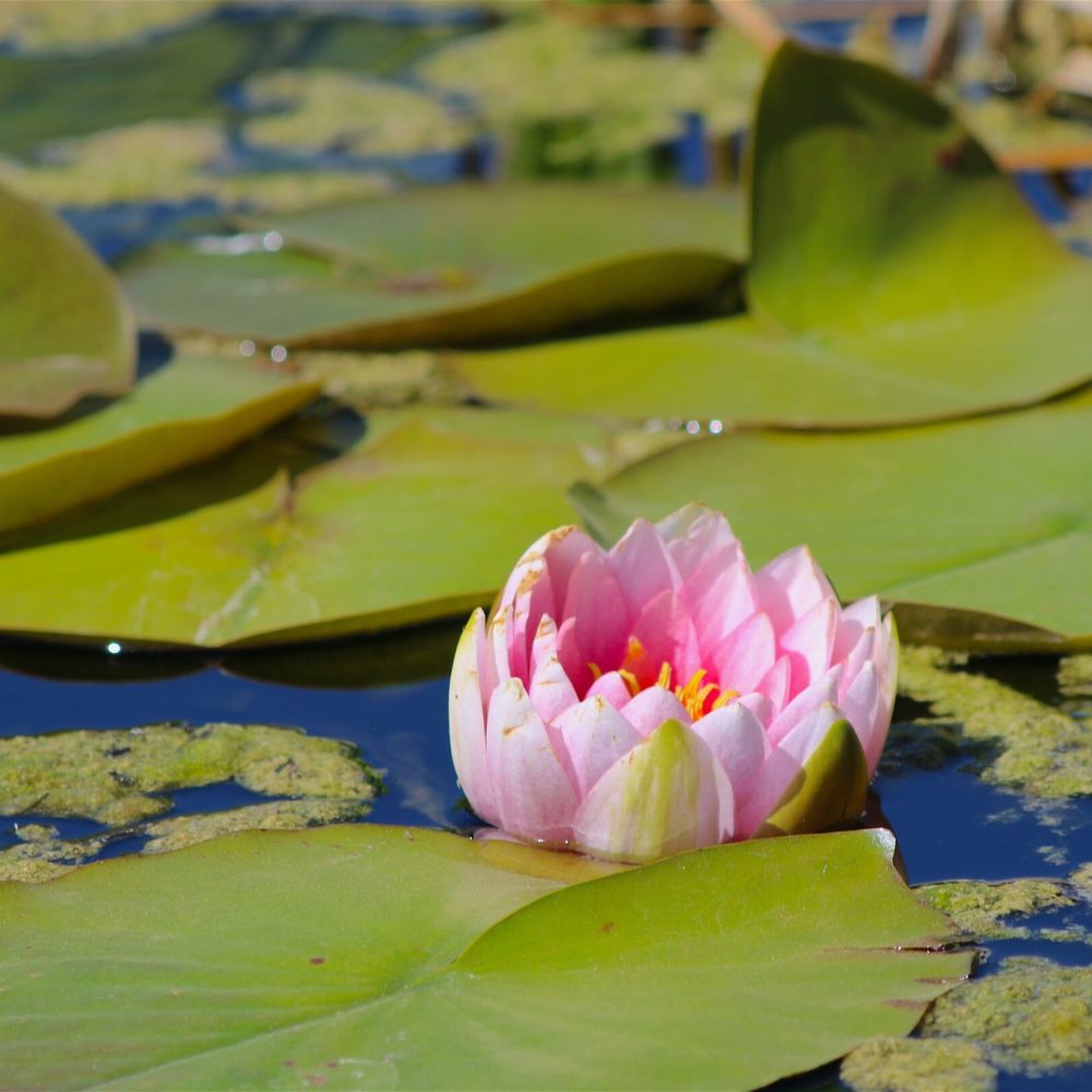 natural-background-image-of-beautiful-pink-lotus-f-2022-11-07-07-09-10-utc natural-background-image-of-beautiful-pink-lotus-f-2022-11-07-07-09-10-utc